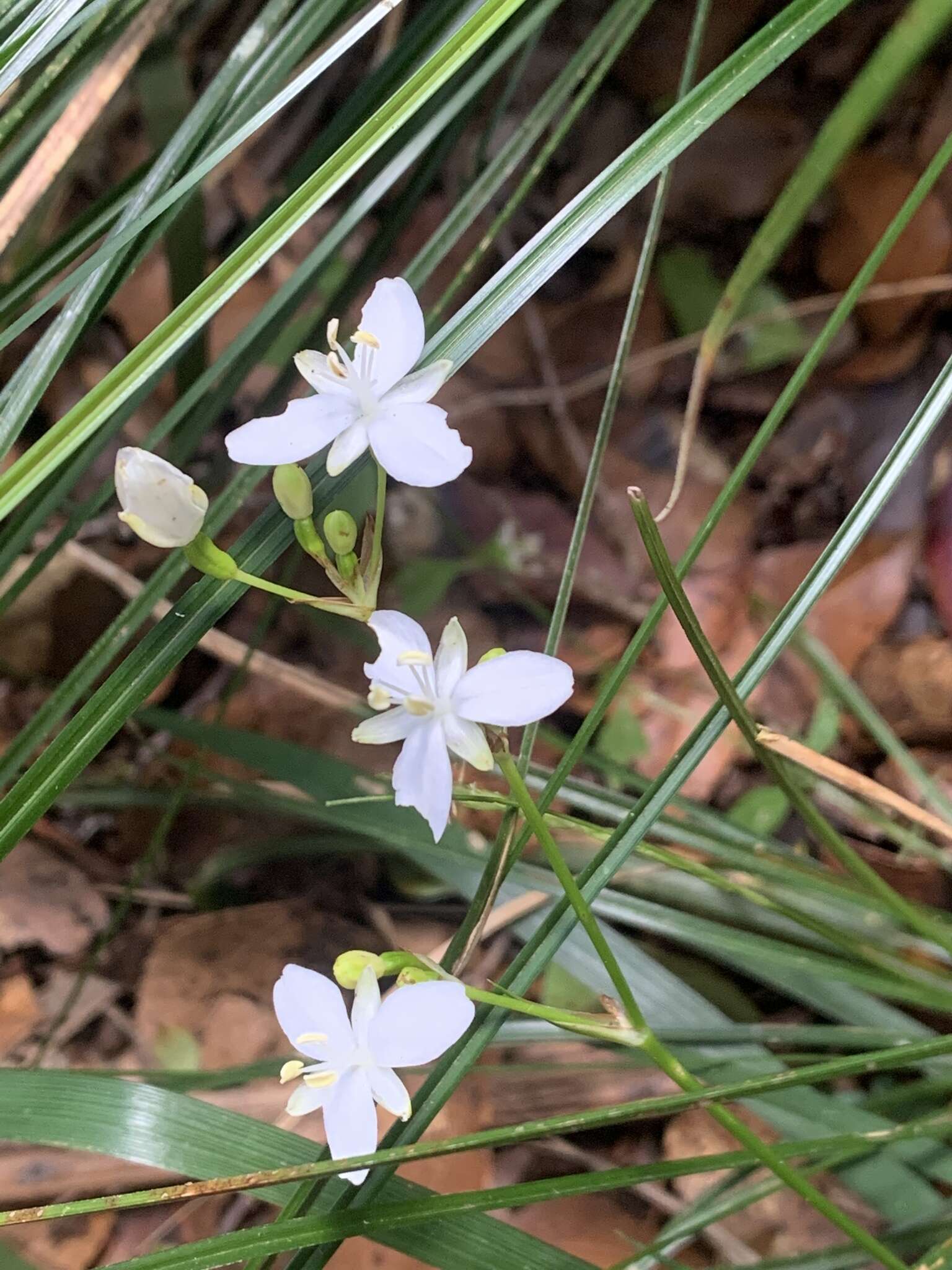 Image de Libertia paniculata (R. Br.) Spreng.