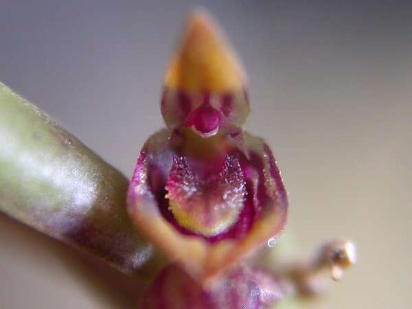 Image of Acianthera papillosa (Lindl.) Pridgeon & M. W. Chase