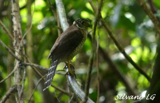 Image of Barred Forest Falcon