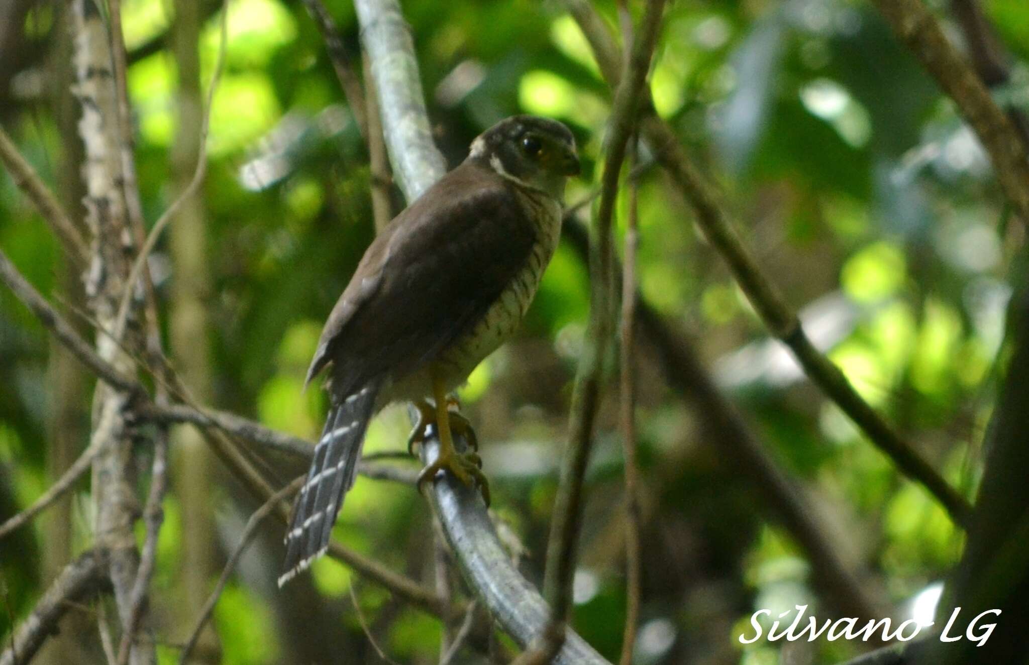 Image of Barred Forest Falcon