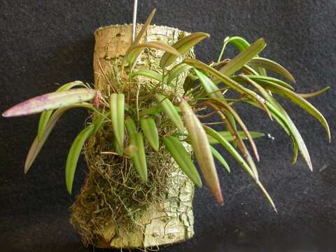 Image of Acianthera papillosa (Lindl.) Pridgeon & M. W. Chase