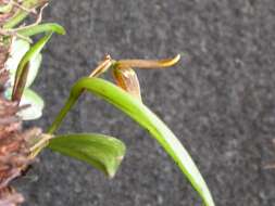 Image of Acianthera serpentula (Barb. Rodr.) F. Barros