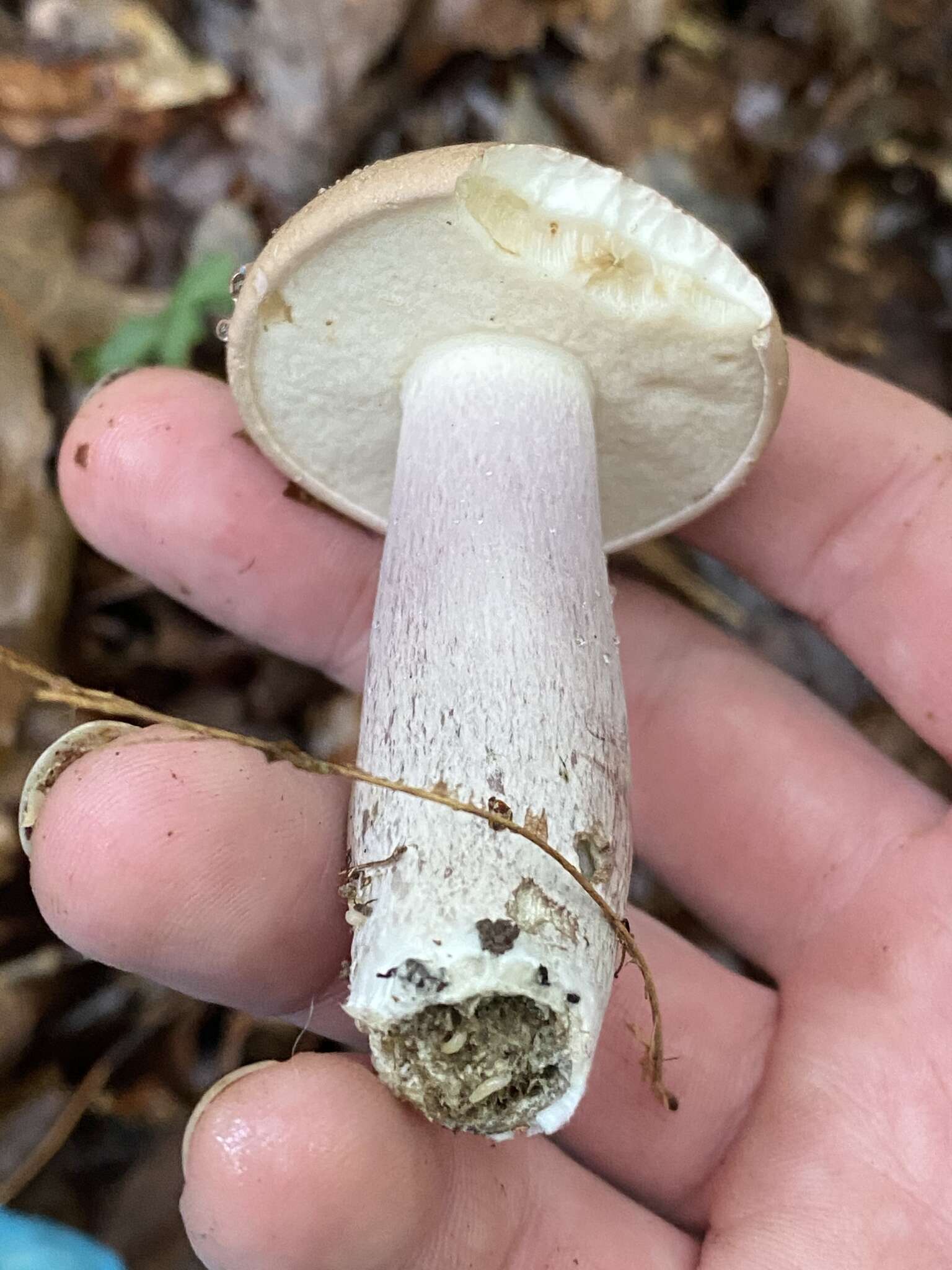 Sivun Boletus nobilis Peck 1905 kuva