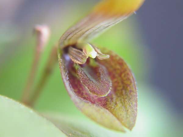 Image of Acianthera serpentula (Barb. Rodr.) F. Barros