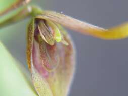 Image of Acianthera serpentula (Barb. Rodr.) F. Barros