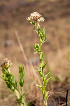 Image of Stomatanthes