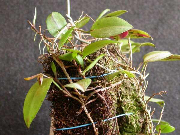 Image of Acianthera serpentula (Barb. Rodr.) F. Barros