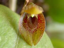 Image of Acianthera serpentula (Barb. Rodr.) F. Barros