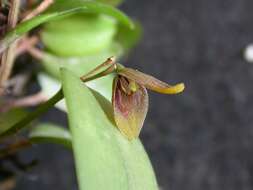 Image of Acianthera serpentula (Barb. Rodr.) F. Barros