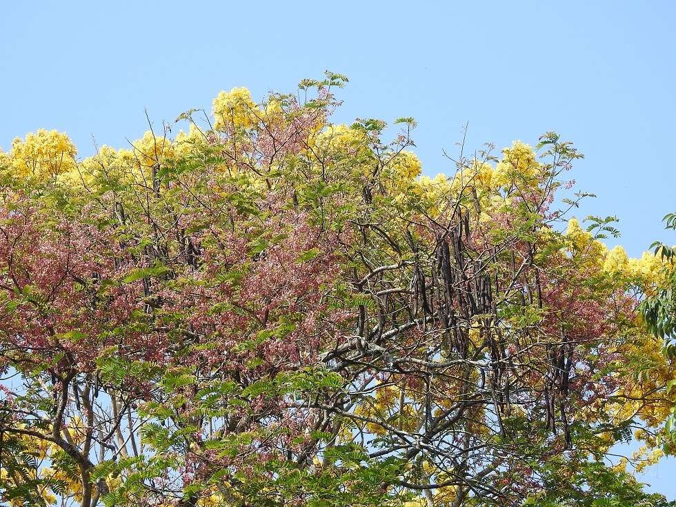 Image of pink shower