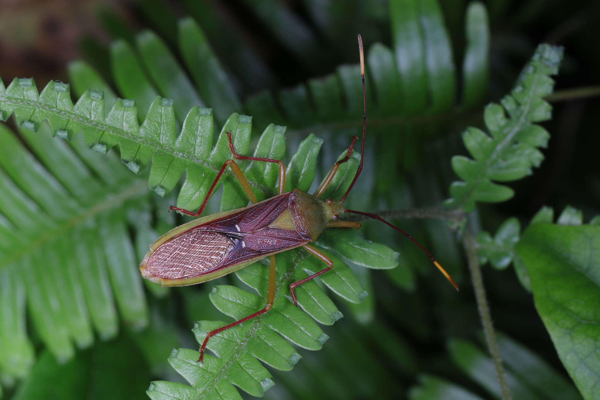 Imagem de Homoeocerus (Anacanthocoris) bipunctatus Hsiao 1962