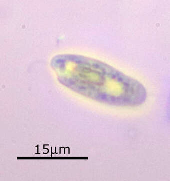 Image of Cryptomonas paramecium