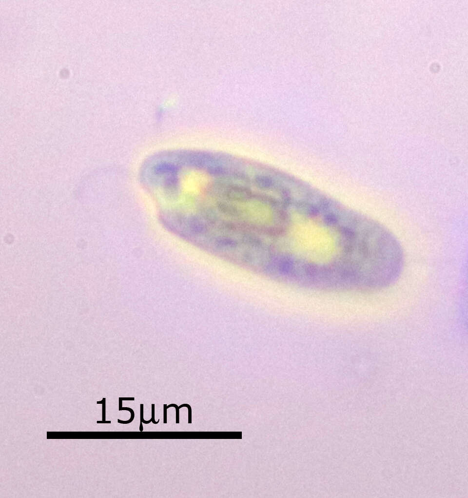 Image of Cryptomonas paramecium