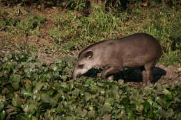 Image of Brazilian Tapir