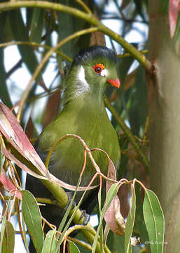 Image of White-cheeked Turaco