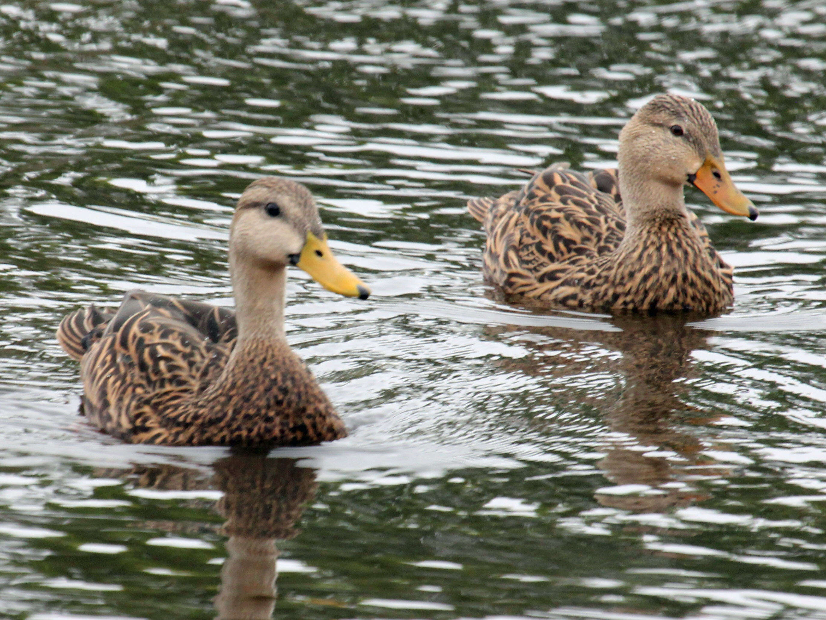 Image of Florida duck