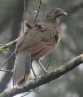 Image of Gray-headed Chachalaca