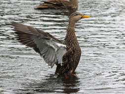 Image of Florida duck