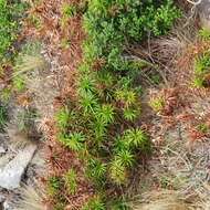 Image de Dracophyllum oceanicum E. A. Brown & N. Streiber