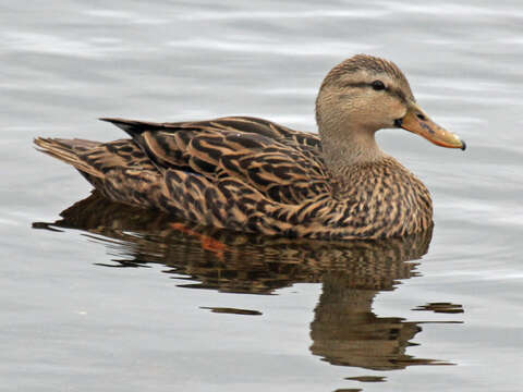 Image of Florida duck