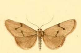 Image of Apaidia mesogona Godart 1822