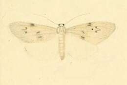 Image of Apaidia rufeola Rambur 1832
