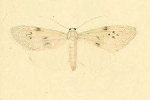 Image of Apaidia rufeola Rambur 1832