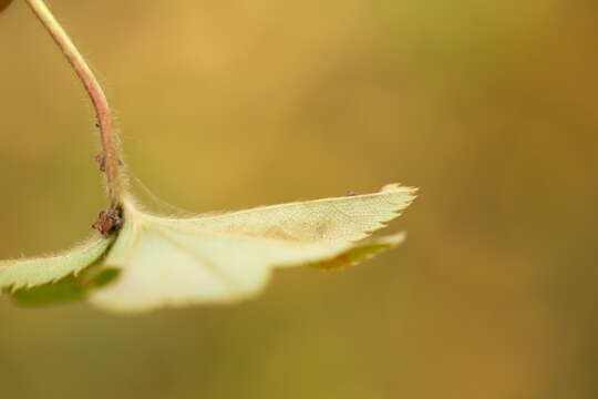 Image of Alchemilla breviloba H. Lindb.