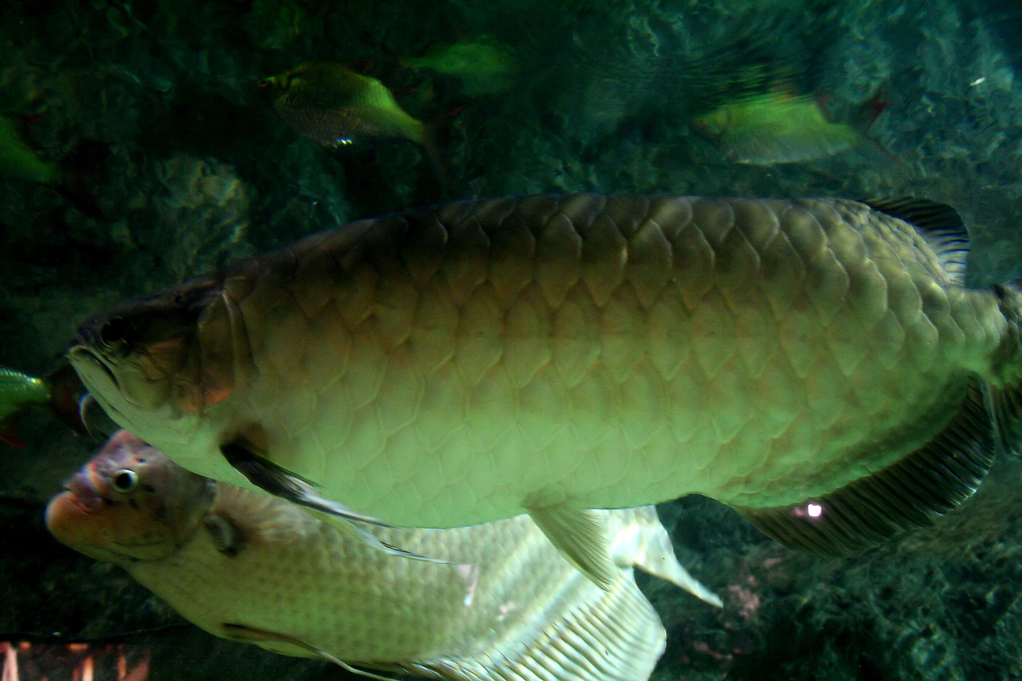 Image of Asian Arowana