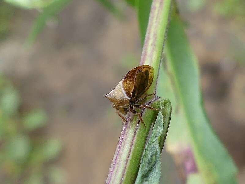 Image of Stictocephala basalis Walker