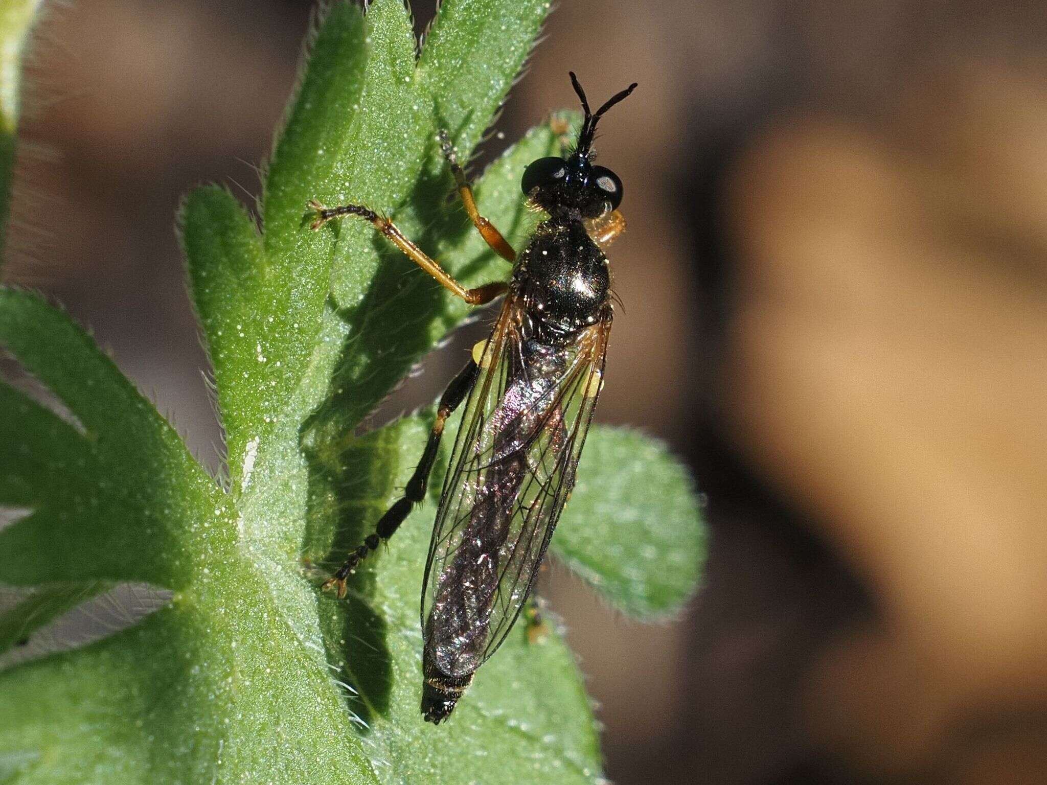 Image of Dioctria rufipes (Scopoli 1763)