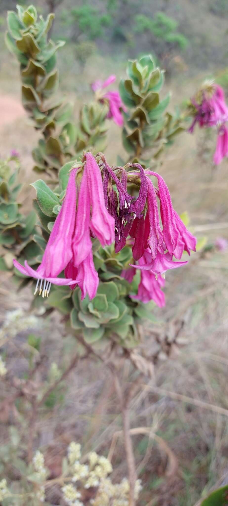 Image of Spigelia sellowiana Cham. & Schltdl.