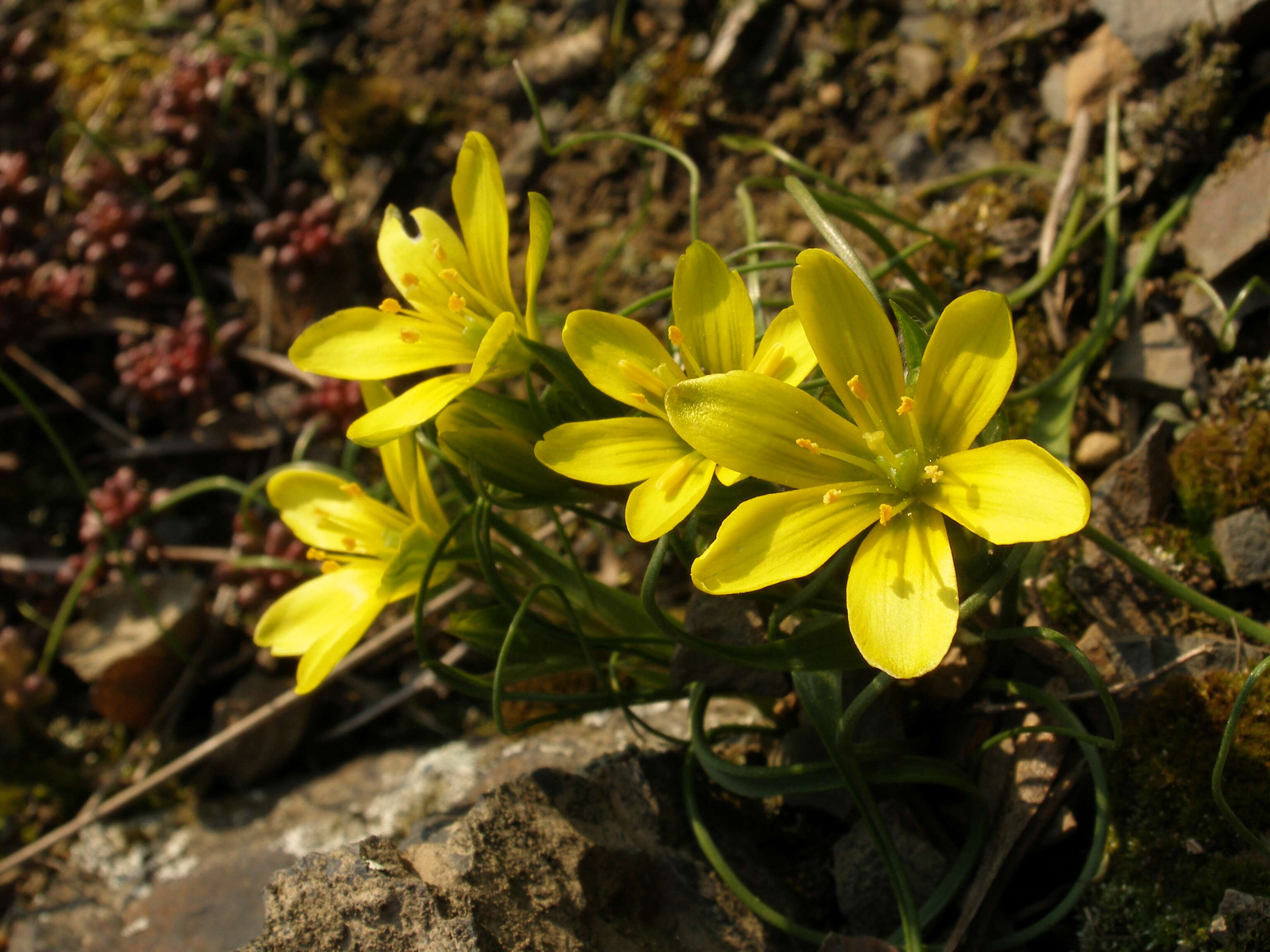 Image of star of Bethlehem