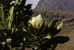 Plancia ëd Protea comptonii Beard