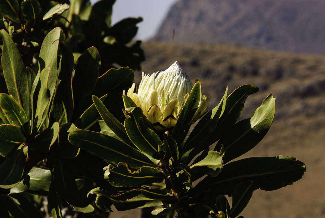 Image de Protea comptonii Beard