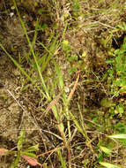 Truxalis nasuta (Linnaeus 1758) resmi