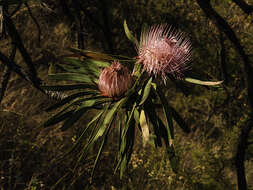 Image de Protea curvata N. E. Br.