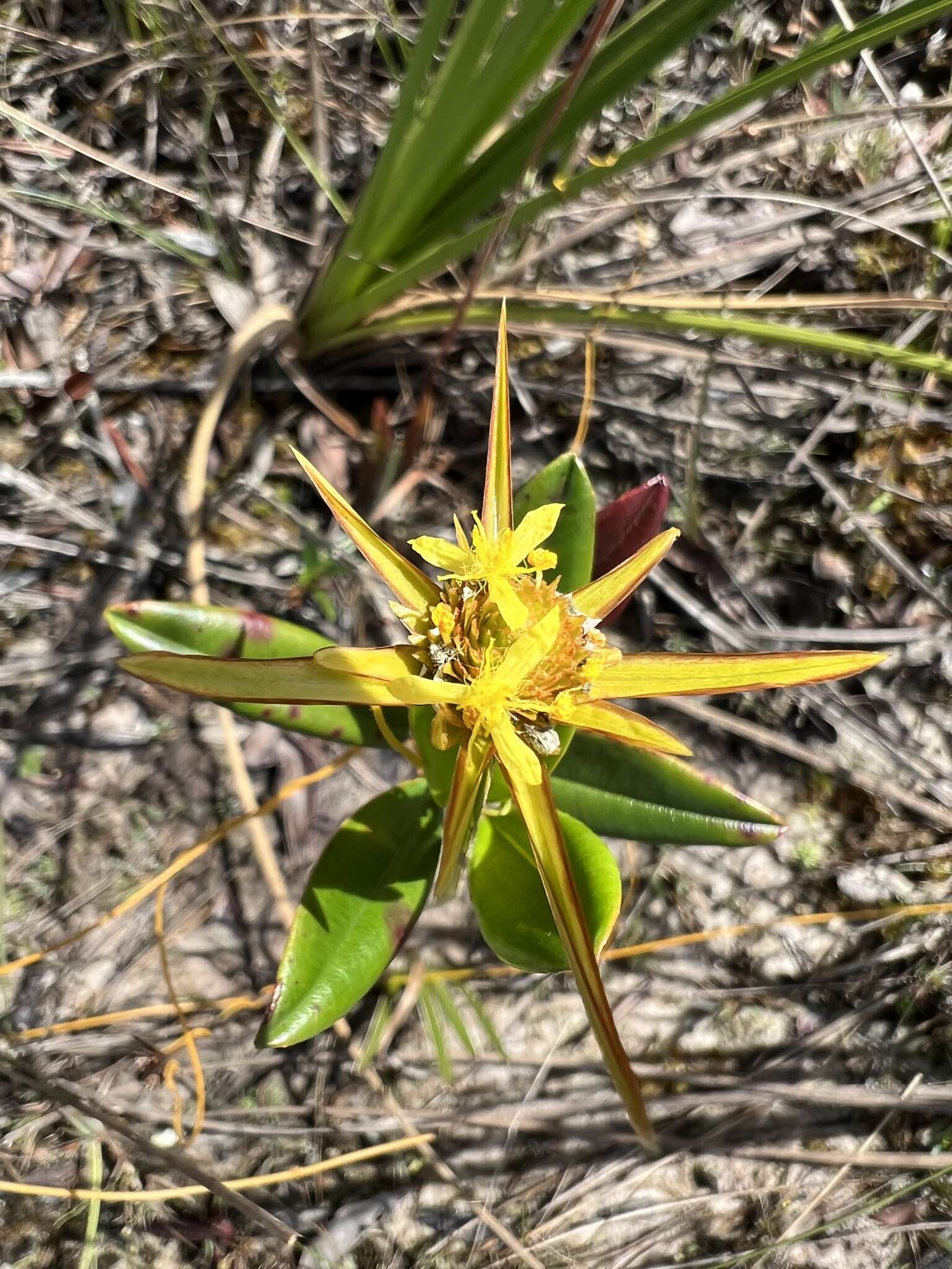 Sivun Xyris involucrata Nees kuva