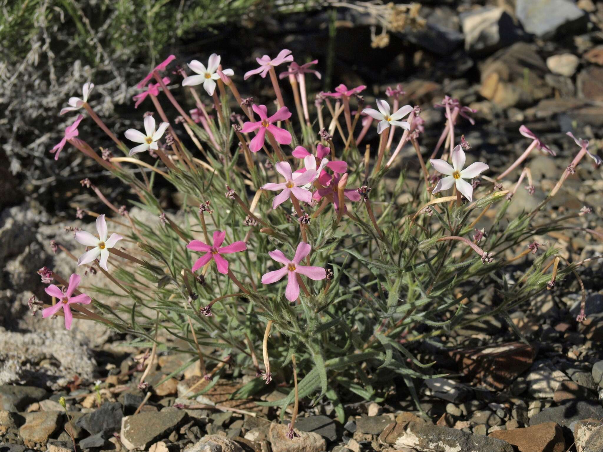 Imagem de Phlox stansburyi subsp. superba (Brand) Wherry