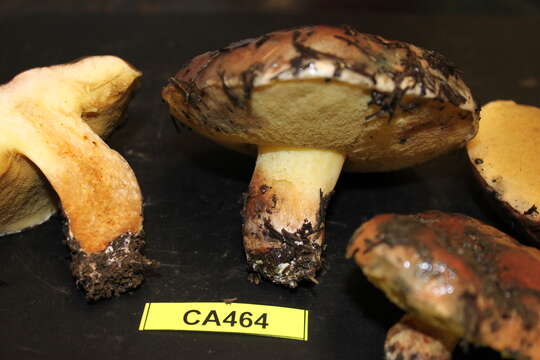 Image of Suillus quiescens T. D. Bruns & Vellinga 2010