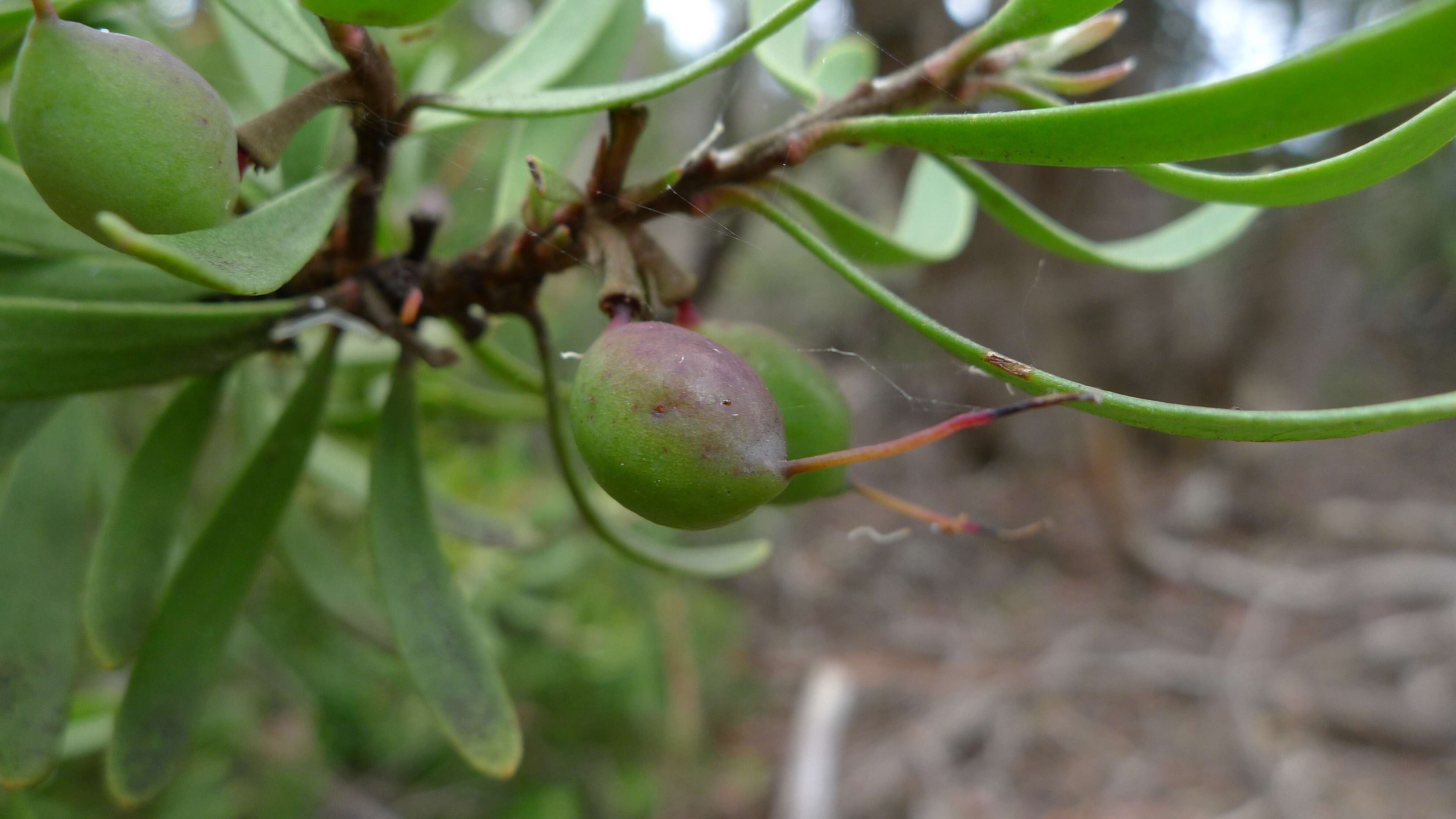 صورة Persoonia muelleri (P. Parm.) A. E. Orchard