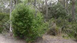 صورة Persoonia muelleri (P. Parm.) A. E. Orchard