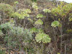 Image of Aeonium urbicum (Chr. Sm. ex Hornem.) Webb & Berth.