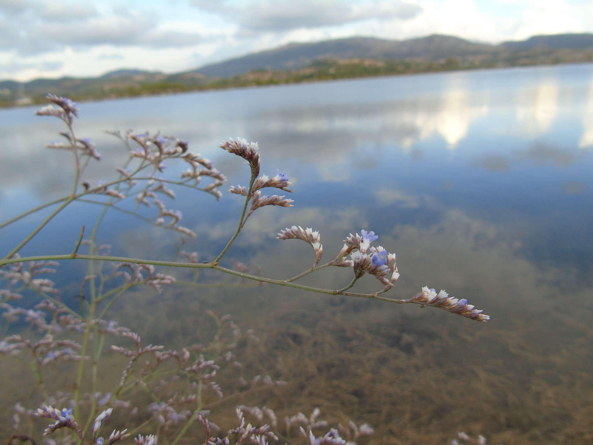 Imagem de Limonium brevipetiolatum R. Artelari & M. Erben