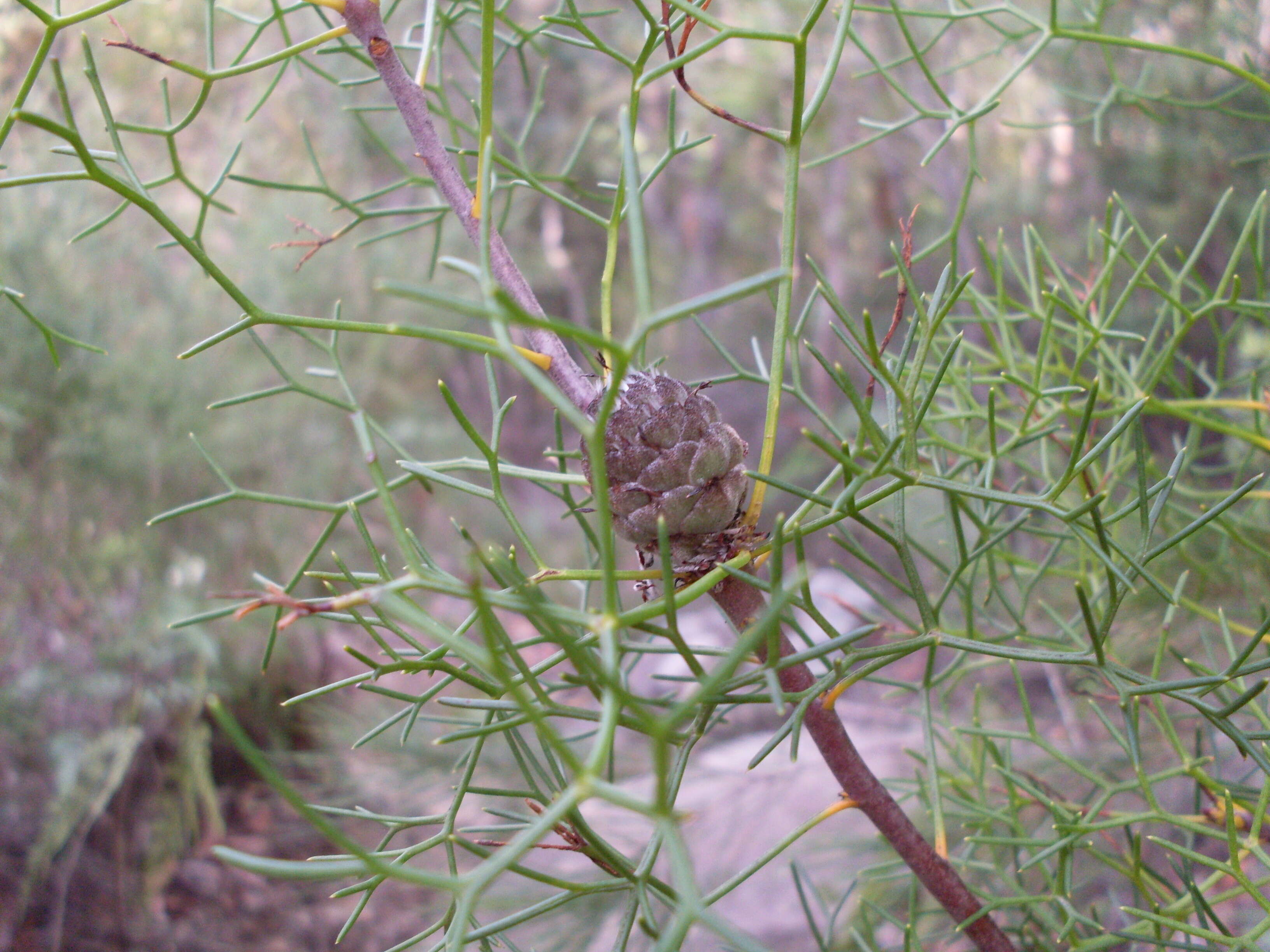 Image of Petrophile sessilis Sieber ex Schult.