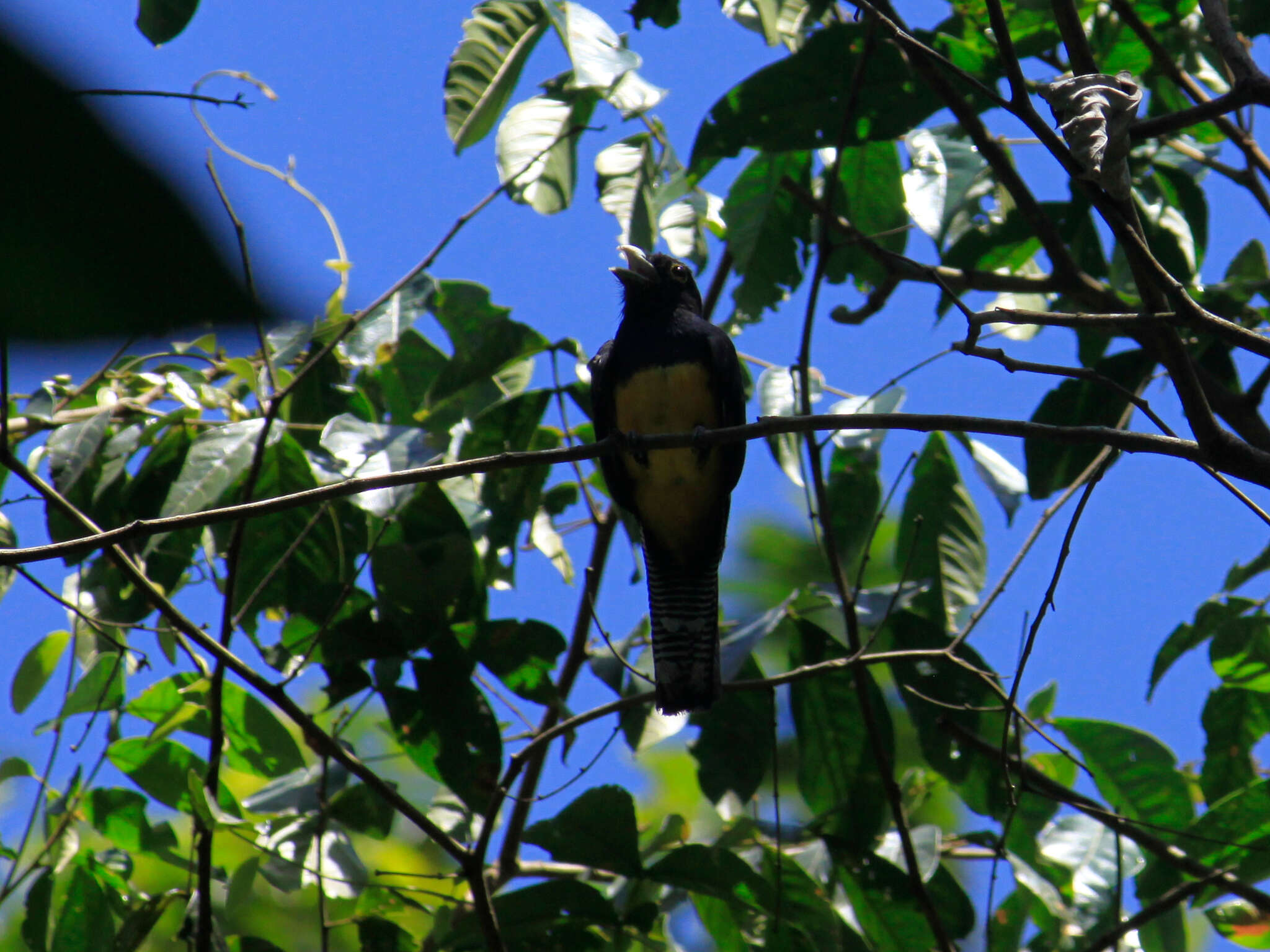 Слика од Trogon violaceus Gmelin & JF 1788