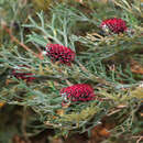 Image of Grevillea beadleana Mc Gill.