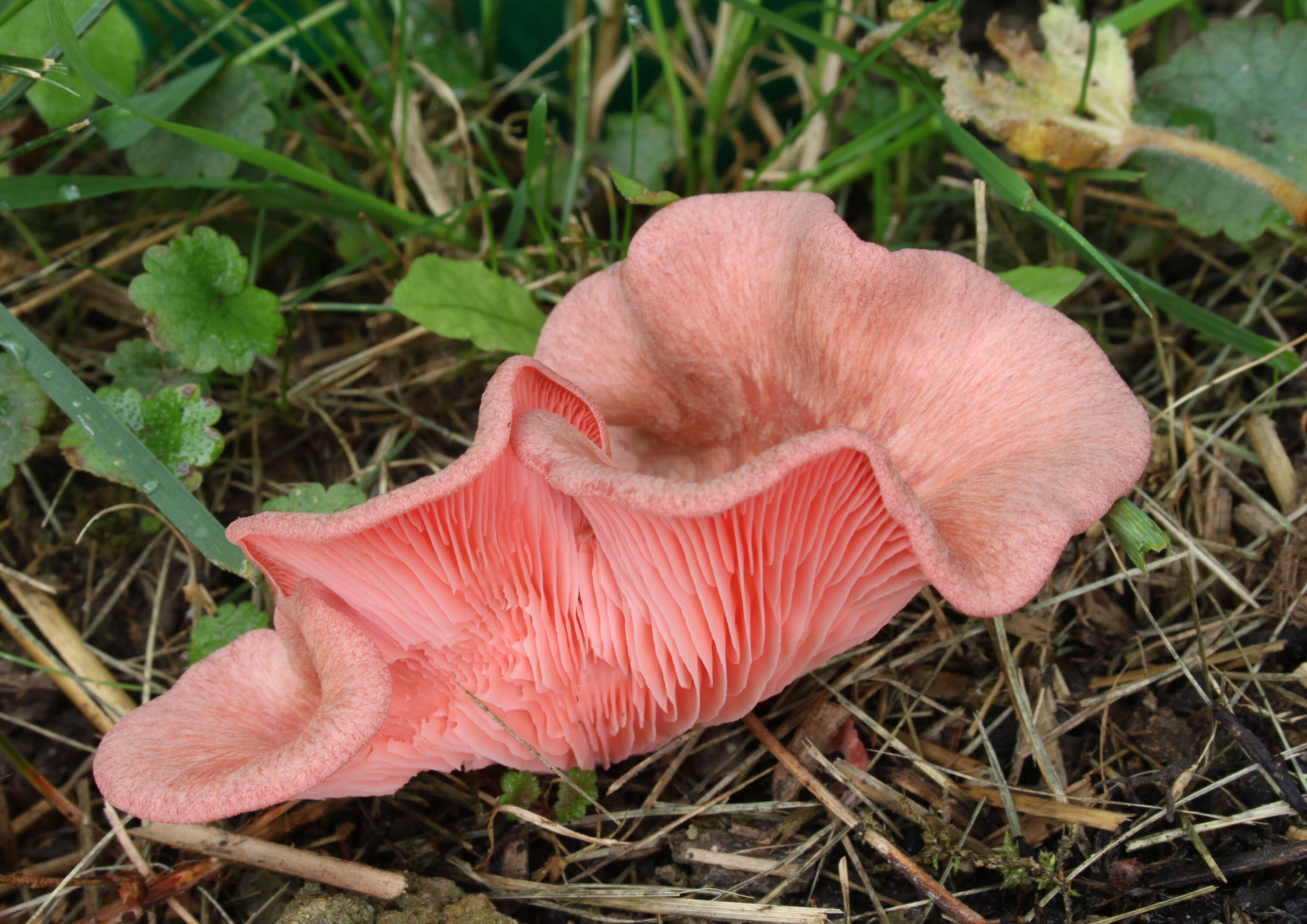 Image of Pleurotus djamor (Rumph. ex Fr.) Boedijn 1959