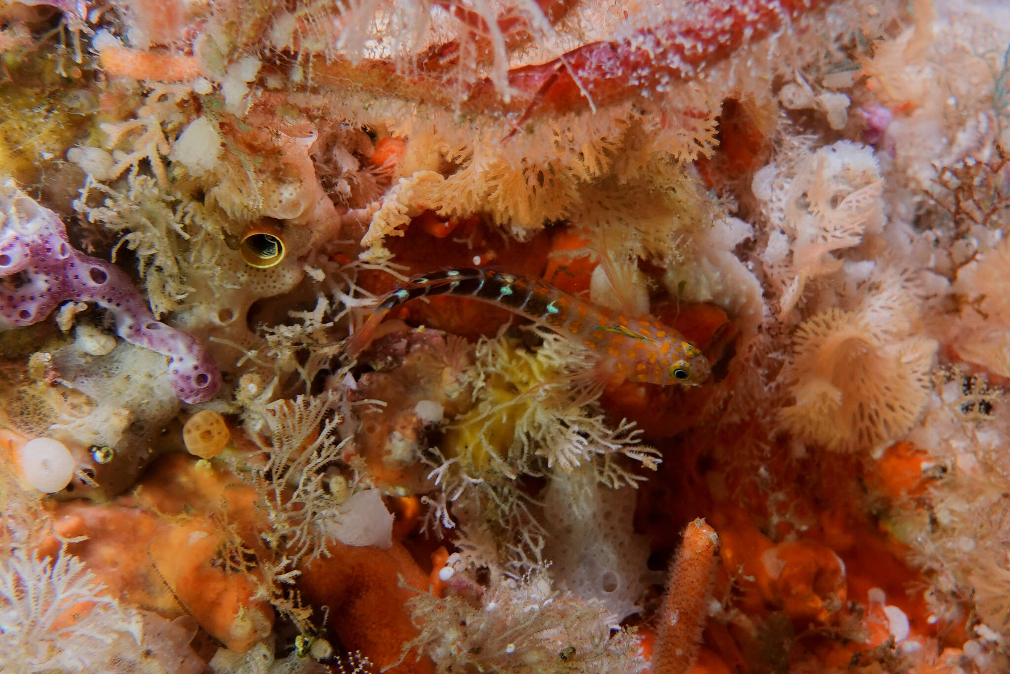 Image of Blue Dot Triplefin