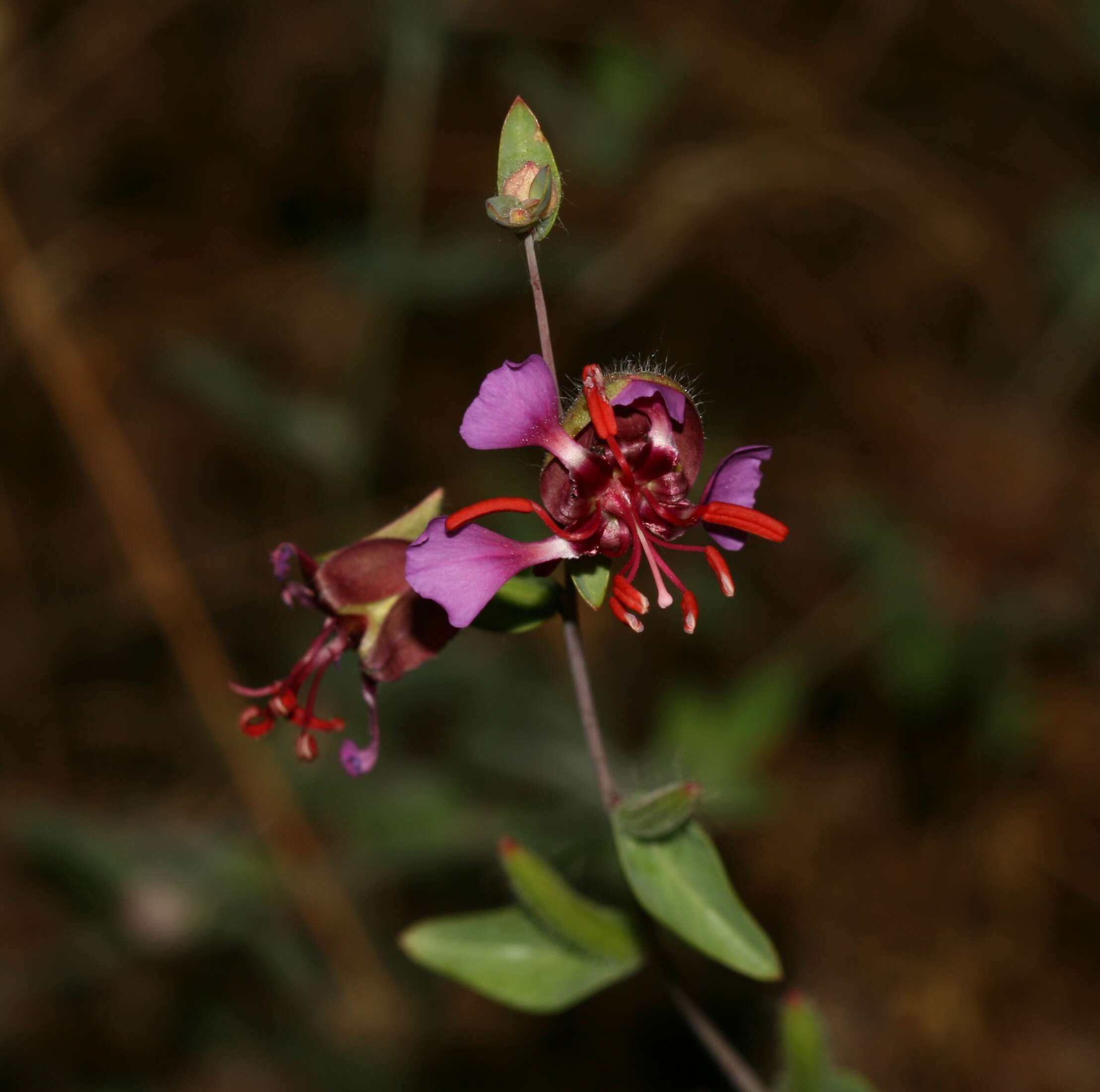 Image of elegant clarkia